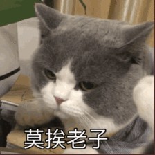 辟谣！猫咪不出门就不会感染猫瘟了吗别忘了主人也能携带病菌