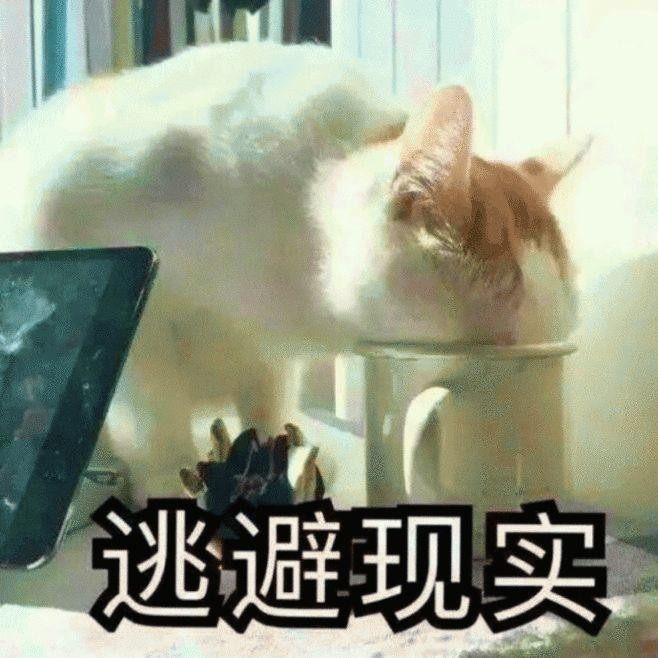 辟谣！猫咪不出门就不会感染猫瘟了吗别忘了主人也能携带病菌