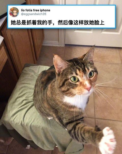 糟糕！被一只猫猫甜到心动了...