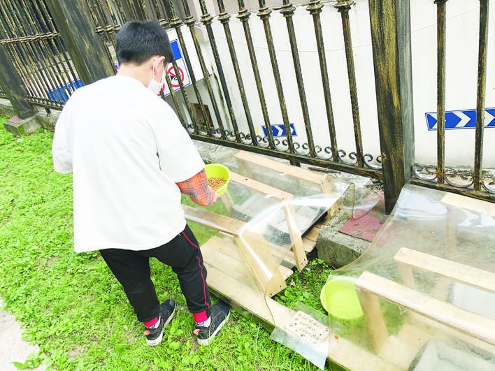 漳州8岁男孩在小区里为流浪猫搭建了一个小窝