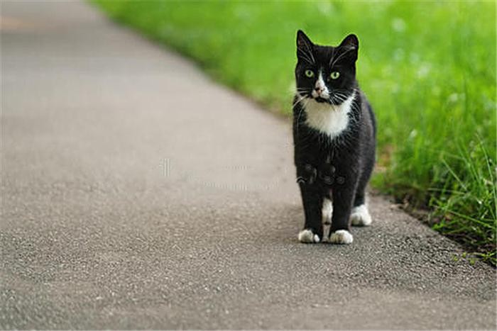 铲屎官给楼下奶牛猫拍了张照竟在网络上引发了一场猫咪比丑大赛