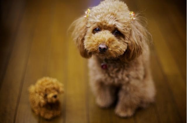 饲养泰迪犬的5大好处，你知道吗？